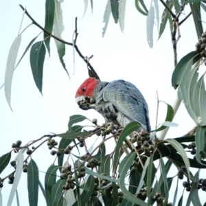 Callocephalon fimbriatum at Hughes, ACT - suppressed