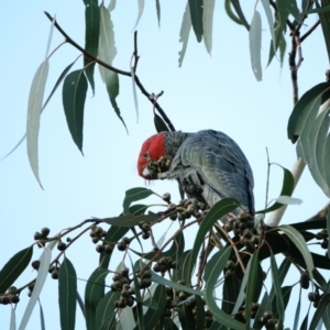 Callocephalon fimbriatum at Hughes, ACT - 14 Jul 2022