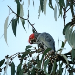 Callocephalon fimbriatum at Hughes, ACT - 14 Jul 2022