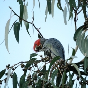 Callocephalon fimbriatum at Hughes, ACT - 14 Jul 2022