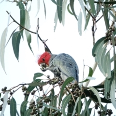 Callocephalon fimbriatum at Hughes, ACT - 14 Jul 2022