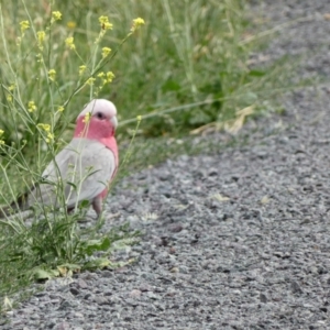 Eolophus roseicapilla at Dunlop, ACT - 5 Jan 2022