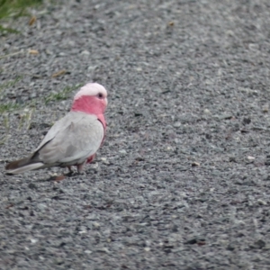 Eolophus roseicapilla at Dunlop, ACT - 5 Jan 2022