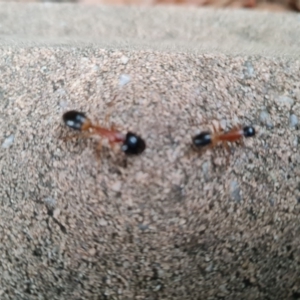 Camponotus consobrinus at Isaacs, ACT - 30 Jun 2022 04:16 PM