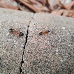 Camponotus consobrinus at Isaacs, ACT - 30 Jun 2022 04:16 PM