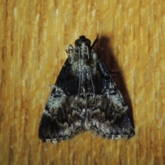 Orthaga thyrisalis (Teatree Web Moth) at Conder, ACT - 15 Feb 2022 by michaelb