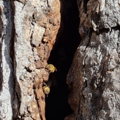 Apis mellifera (European honey bee) at Mount Mugga Mugga - 15 Jul 2022 by Mike