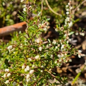 Cryptandra amara at O'Malley, ACT - 15 Jul 2022 10:25 AM