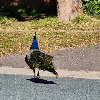 Pavo cristatus (Indian Peafowl) at Narrabundah, ACT - 15 Jul 2022 by Mike