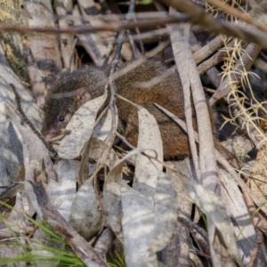 Antechinus mimetes mimetes at Cotter River, ACT - 14 Jul 2022 12:08 PM