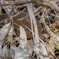 Antechinus mimetes mimetes at Cotter River, ACT - 14 Jul 2022 12:08 PM