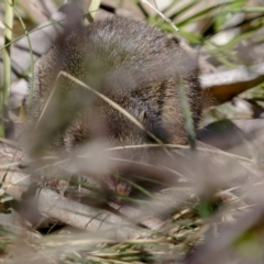 Antechinus mimetes mimetes at Cotter River, ACT - 14 Jul 2022 12:08 PM