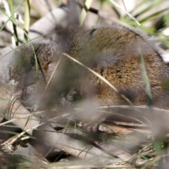 Antechinus mimetes mimetes at Cotter River, ACT - 14 Jul 2022 12:08 PM