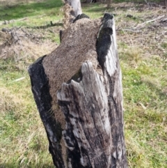 Papyrius sp. (genus) at Coree, ACT - suppressed