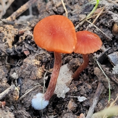 Laccaria sp. (Laccaria) at Coree, ACT - 15 Jul 2022 by trevorpreston