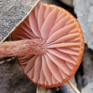 Laccaria sp. at Coree, ACT - 15 Jul 2022