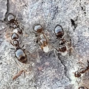 Formicidae (family) at Coree, ACT - 15 Jul 2022