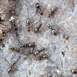 Formicidae (family) at Coree, ACT - 15 Jul 2022 02:15 PM