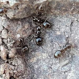 Formicidae (family) at Coree, ACT - 15 Jul 2022