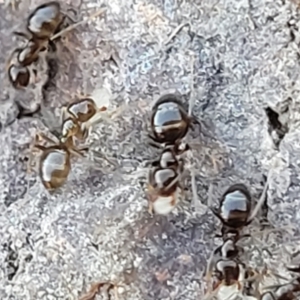 Formicidae (family) at Coree, ACT - 15 Jul 2022