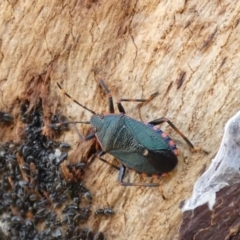 Notius depressus (Shield bug) at Lake Tuggeranong - 15 Jul 2022 by Birdy