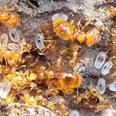 Pheidole sp. (genus) at Coree, ACT - 15 Jul 2022 02:13 PM