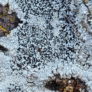 Lichen - crustose at Coree, ACT - 15 Jul 2022