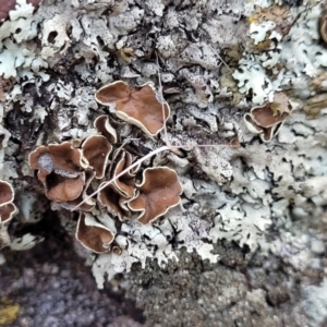 Parmeliaceae (family) at Coree, ACT - 15 Jul 2022 02:09 PM