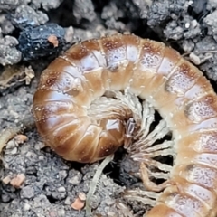 Diplopoda (class) (Unidentified millipede) at Coree, ACT - 15 Jul 2022 by trevorpreston