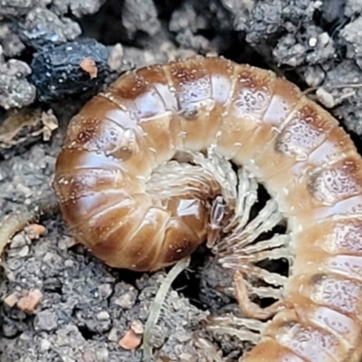 Diplopoda (class) (Unidentified millipede) at Coree, ACT - 15 Jul 2022 by trevorpreston