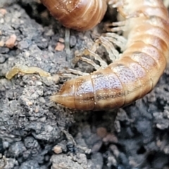 Diplopoda (class) at Coree, ACT - 15 Jul 2022 02:07 PM