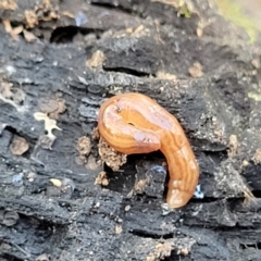 Fletchamia quinquelineata (Five-striped flatworm) at Coree, ACT - 15 Jul 2022 by trevorpreston