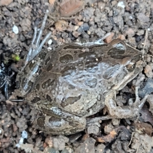 Limnodynastes tasmaniensis at Coree, ACT - 15 Jul 2022