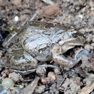 Limnodynastes tasmaniensis at Coree, ACT - 15 Jul 2022