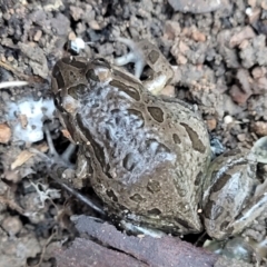 Limnodynastes tasmaniensis at Coree, ACT - 15 Jul 2022