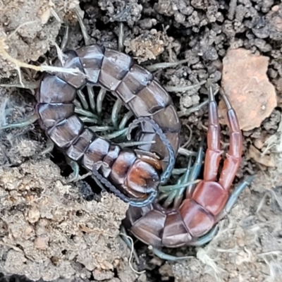 Cormocephalus sp.(genus) (Scolopendrid Centipede) at Coree, ACT - 15 Jul 2022 by trevorpreston