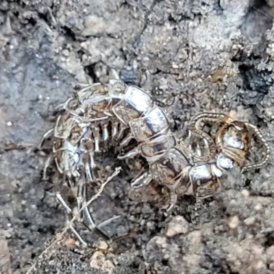 Lithobiomorpha (order) (Unidentified stone centipede) at Coree, ACT - 15 Jul 2022 by trevorpreston