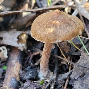 Inocybe sp. at Coree, ACT - 15 Jul 2022