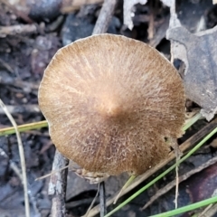 Inocybe sp. at Coree, ACT - 15 Jul 2022 01:52 PM