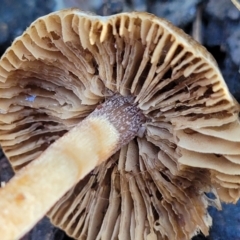 Inocybe sp. at Coree, ACT - 15 Jul 2022