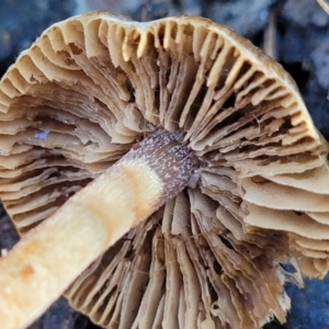 Inocybe sp. at Coree, ACT - 15 Jul 2022