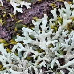 Parmeliaceae (family) (A lichen family) at Coree, ACT - 15 Jul 2022 by trevorpreston