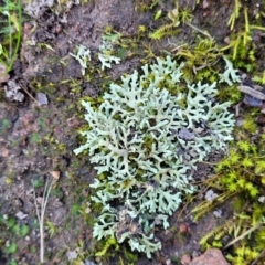 Parmeliaceae (family) at Coree, ACT - 15 Jul 2022 01:41 PM