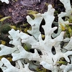 Parmeliaceae (family) at Coree, ACT - 15 Jul 2022 01:41 PM