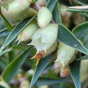 Melichrus urceolatus at Coree, ACT - 15 Jul 2022