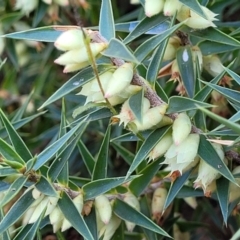 Melichrus urceolatus at Coree, ACT - 15 Jul 2022