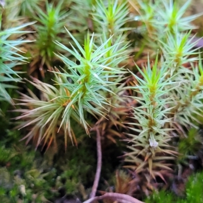 Polytrichaceae sp. (family) (A moss) at Coree, ACT - 15 Jul 2022 by trevorpreston