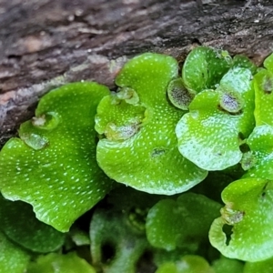 Lunularia cruciata at Coree, ACT - 15 Jul 2022