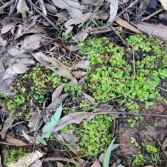 Lunularia cruciata at Coree, ACT - 15 Jul 2022 01:35 PM