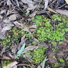 Lunularia cruciata at Coree, ACT - 15 Jul 2022